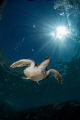   Intrepid Turtle  